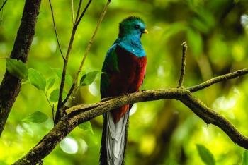 Bird watching, Arenal Volcano, Costa Rica photo