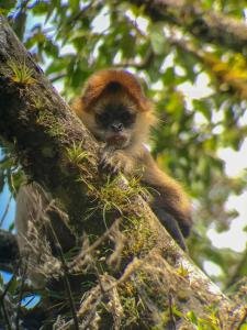 Natural History Tour, Monteverde, Costa Rica photo