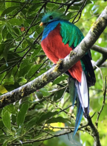 Bird Whatching Tour, Monteverde, Costa Rica photo