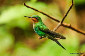 Hummingbird Garden, Monteverde, Costa Rica photo