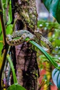 Reptile and Amphibian Exhibition, Monteverde, Costa Rica photo