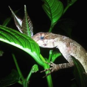 Jungle night tour, Monteverde, Costa Rica photo