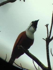 Bird Watching Tour, Monteverde, Costa Rica photo