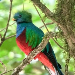 Bird Watching Tour, Monteverde, Costa Rica photo