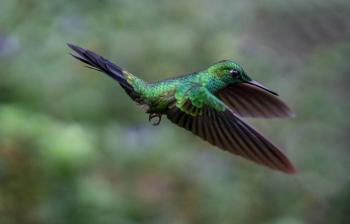 Hummingbird Garden, Monteverde, Costa Rica photo