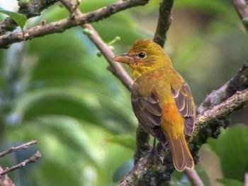 Bird Whatching Tour, Monteverde, Costa Rica