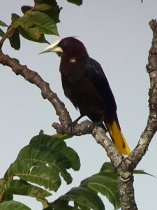 Bird Whatching Tour, Monteverde, Costa Rica photo
