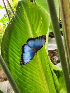 Butterfly Garden, Monteverde, Costa Rica photo