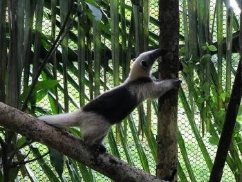 Wildlife Sanctuary, Manuel Antonio, Costa Rica photo