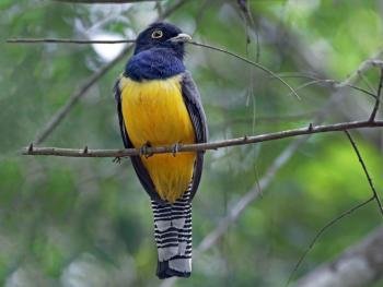 Birdwatching & morning tour in Manuel Antonio, Costa Rica photo