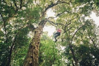 Natural And Unique Tree Climbing Experience in Monteverde, Costa Rica photo